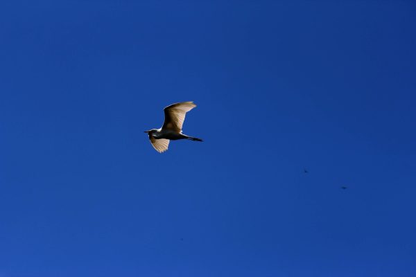 Mandagadde Bird Sanctury - 64Kms