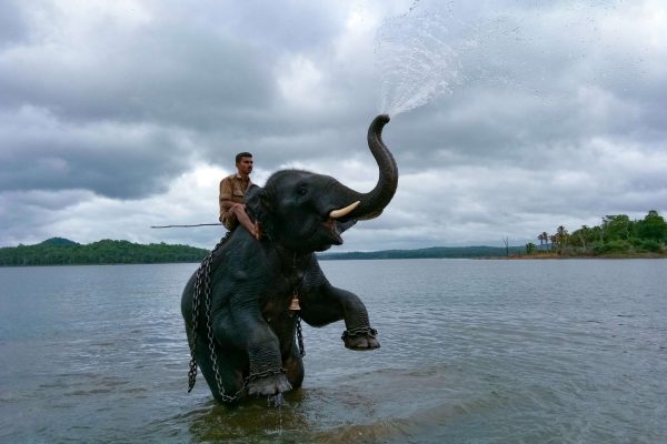 Sakkarebailu Elephant Camp - 50Kms