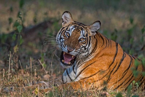 Tyavarekoppa Lion and Tiger Safari - 27Kms